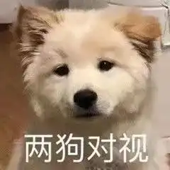 笨狗表情包两狗对视我想不通
