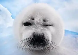 德国摄影师抓拍呆萌小海豹顽皮摆造型
