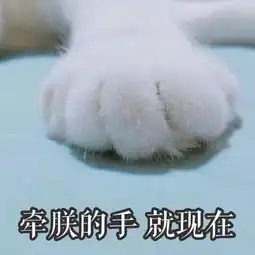 猫咪表情包牵朕的手,就现在
