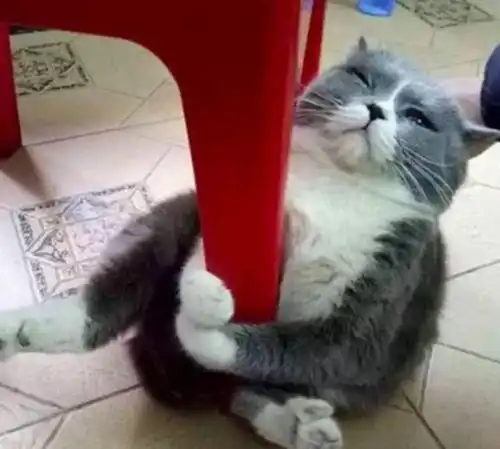 主人准备给猫咪洗澡,它却百般不情愿,抓着椅子就是不愿意就范,让人哭笑不得
