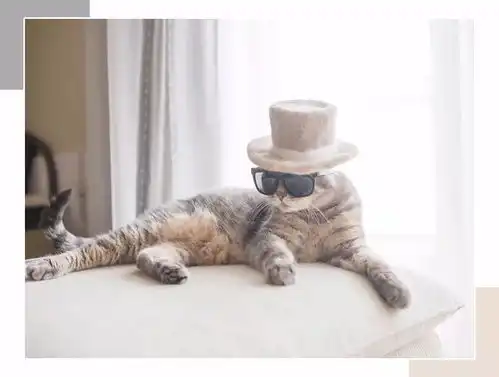 这猫毛毡做的帽子,厉害skr人了
