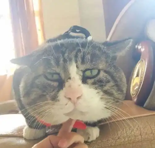 铲屎官晒猫咪丑萌照,画风清奇,网友够沙雕配做我的猫
