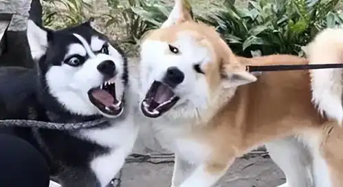 为什么秋田犬逐渐退出宠物圈网友这几点很遭人嫌弃
