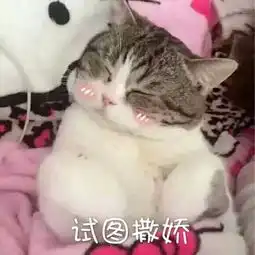 关于防弹所在公司