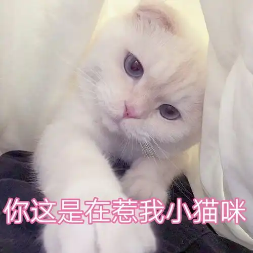表情包抱着小熊不敢说话
