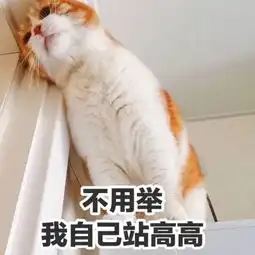 橘猫表情包堆糖,美好生活研究所
