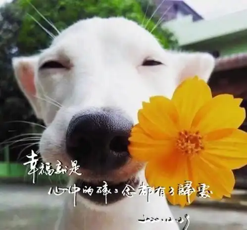 2021最美祝福愿你所求皆如愿,所行化坦途,新年伊始,喜乐安宁