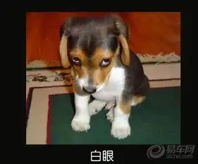 转翻白眼宠物当家论坛图片宠物当家论坛图片