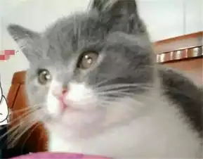 猫咪被寄养在男友家,委屈巴巴,主人回来的时候,它的表情亮了都快
