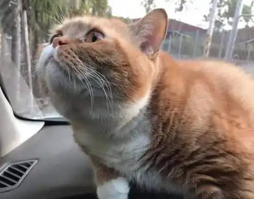 这7件事才是猫咪的雷点踩到了的主人请反省
