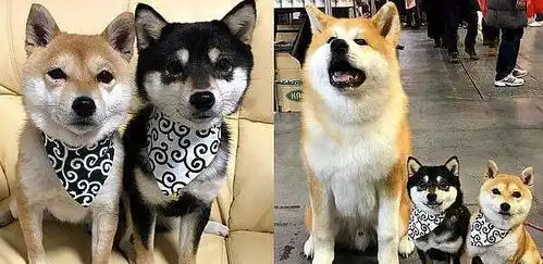 柴犬表情包搞笑两只