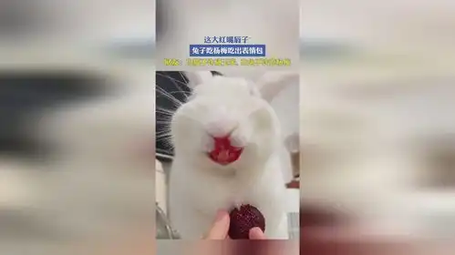 这大红嘴唇子兔子吃杨梅吃出表情包,网友白猫不许碰玉米,白兔不许吃杨梅
