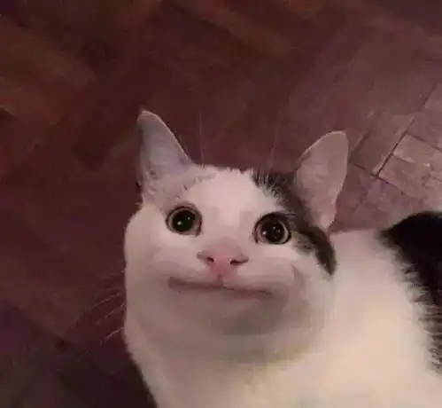 喵版假笑男孩引人发笑,表情太无奈,猫咪喵生艰苦,卖笑为生生活
