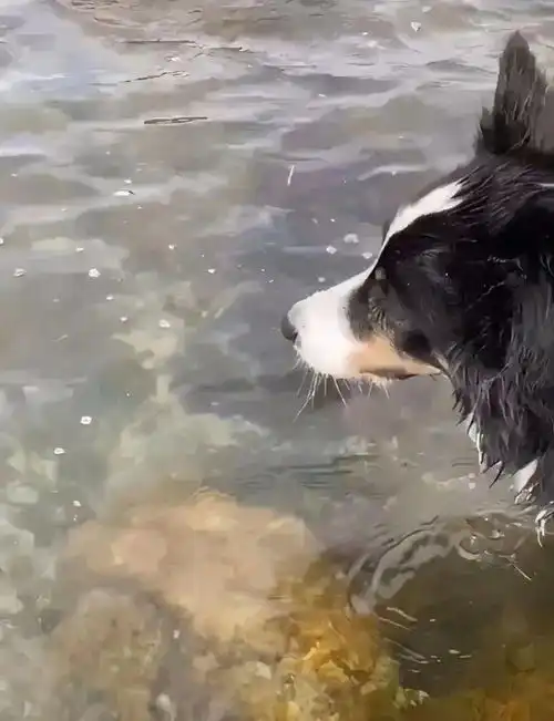 狗子在海边开心地玩球,没想到球却被章鱼抢走,这表情都快哭了
