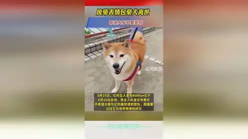 废柴表情包柴犬离世,希望大家不要悲伤
