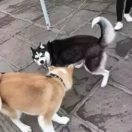 哈士奇当上警犬了哈哈哈哈哈哈哈哈......怕了怕了
