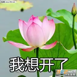 荷花的一生图片荷花的一生表情包下载乐游网游戏下载
