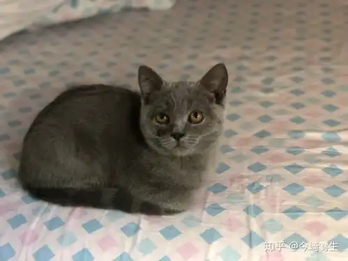 为什么英短蓝猫不喜欢被抱,一抱喵喵叫
