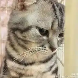 这只猫被关在笼子里,表情非常委屈,得知原因后,差点笑喷...
