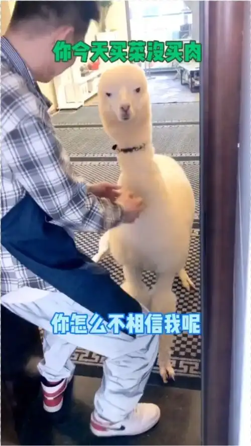 我饱儿恐慌的小表情,好像真的还记得火锅的噩梦
