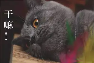 铲屎官用猫咪的不同表情配上文字做成了表情包,太形象了
