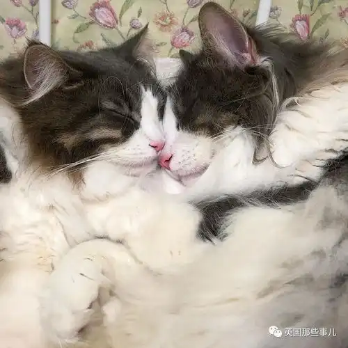 举着吸,扛着吸,挪威森林猫兄妹的日常,毛绒绒超治愈猫咪
