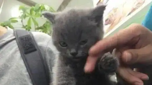 主人给蓝猫剪指甲,一看蓝猫表情立马笑喷,不去演戏真是太可惜了