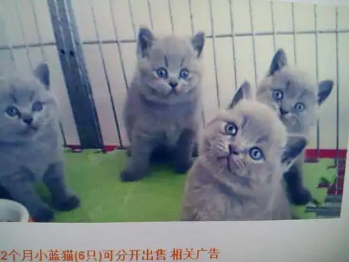 你们那有卖可爱的猫的吗,鹿晗的那种
