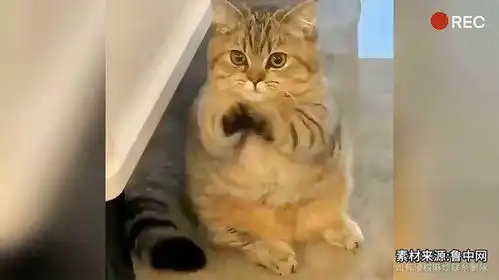 网友晒自家猫咪饿了讨饭吃两只爪子举起来拜一拜
