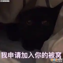 给个鸡会表情包图片我申请加入你的被窝表情包下载乐游网游戏下载
