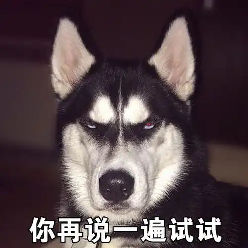 搞笑表情包哈士奇永远在我心里是表情包人选第一名
