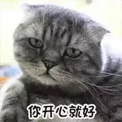 最近很火的40张猫咪表情包
