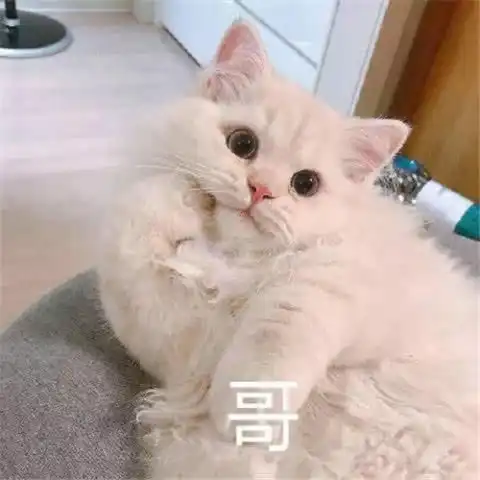 表情无水印搞笑萌宠表情包,二哈狗子在线生气,我要咬你哦表情
