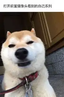 狗狗蠢照大赛,狗友们纷纷拿出了自己压箱底的珍藏
