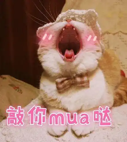 表情包一只可爱猫咪表情包
