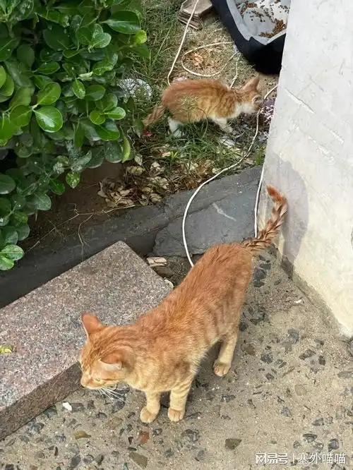 每天投喂流浪橘猫,橘猫比我还准时,小表情亮了还不快来喂朕
