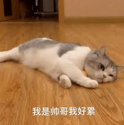 拖地猫表情包第三弹来袭,请查收
