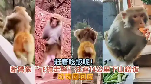 赶着吃饭呢断臂猴飞檐走壁往返14公里下山蹭饭动物园回应
