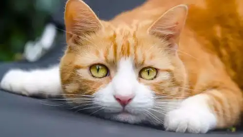 我的猫给我写了四封情书,它去世10年后我才收到妈妈

