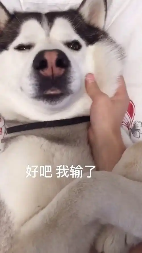 就没见过这么会撒娇的哈士奇,求抱抱的表情太萌了,真的是没谁了
