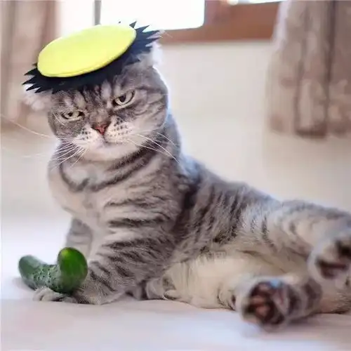 伴侣趣世界社会你猫哥,人狠话不多
