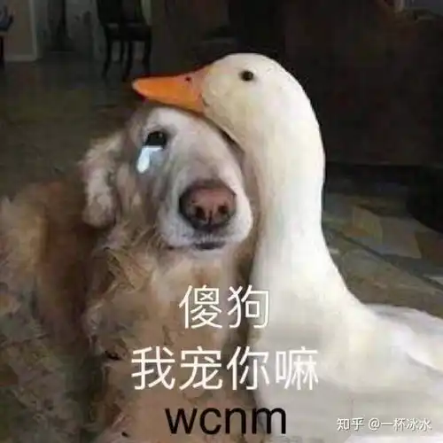 有哪些歌词被你听错了很久,知道真相后感到哭笑不得
