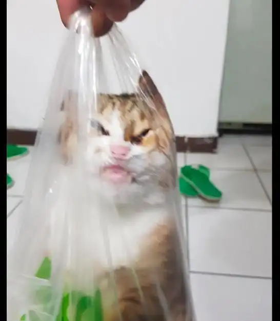 猫咪总喜欢钻到塑料袋里,于是网友顺势一提,它被挤成猪鼻子了
