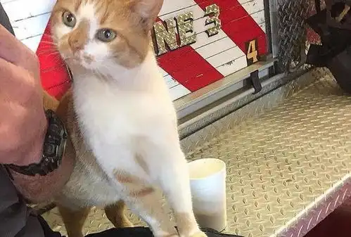 网红猫咪变身义务消防宣传员全网爆红网红猫咪成消防英雄,这操作太绝了
