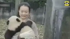 无数人羡慕的熊猫饲养员工作到底怎么样看完后你还羡慕吗
