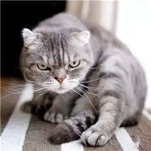 抖音最火的社会猫图片高清霸道又炫酷啊
