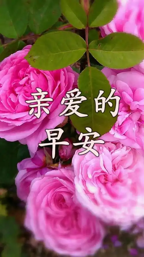 中老年表情包生命,是一树花开,或安静或热烈
