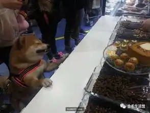 柴犬一直被称为行走的表情包,牠们总能在不经意间做出有趣的表情
