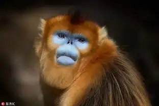 金丝猴表情包放空吐舌
