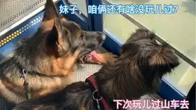 究竟是道德的沦丧还是汪性的扭曲德牧与小土狗竟在单身铲屎官面前公然撒狗粮
